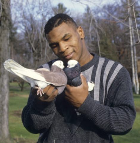 What is it Like to Keep a Pigeon as a Pet?
